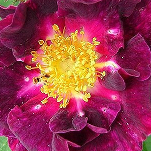 Rosen Online Shop - gallica rosen - Lila - Rosa Violacea - stark duftend - - - Ihre intensiv duftenden, lila-roten Blüten werden im Knospenzustand von drüsenartigen, tassenförmigen Blättern bedeckt.